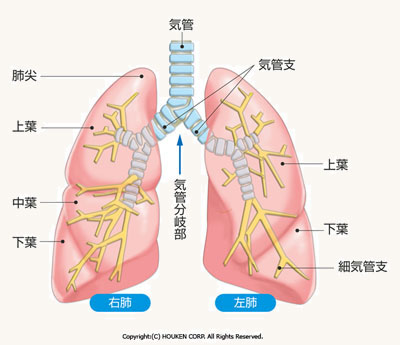 肺　胸部レントゲン検査で分かること　所見の説明